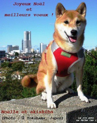 *Toutes les photos dans "La vie avec un Shiba Inu !"  appartiennent à "akishiba", l'auteur de ce blog. 