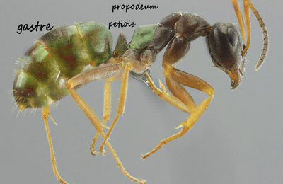 Glossaire fourmis