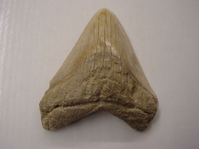 <p>Album faunistique de la région de Boom, Belgique.</p>
<p>Les pièces sont datées de l’Oligocène au Quaternaire.</p>
<p>Elles appartiennent toutes à ma collection personnelle.</p>
<p>Phil « Fossil »</p>
