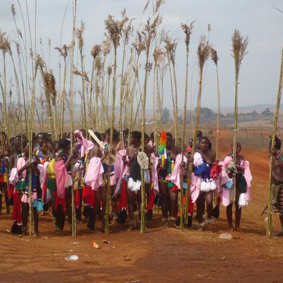 La cérémonie des roseaux / The reed dance - Swaziland