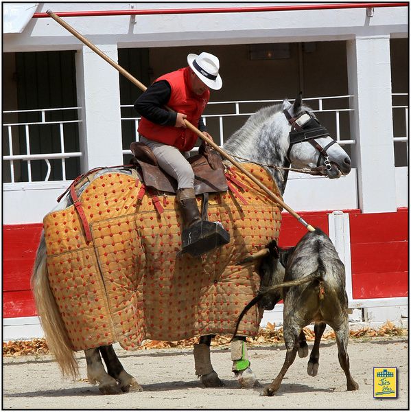 Arènes de Fontvieille dimanche 9 juin 2013-Tienta du CTPR Los Molinos avec 4 vaches des Héritiers e François André pour Moreito de Nîmes, David Lombardo, Mehdi Savalli et Daniel Soto.