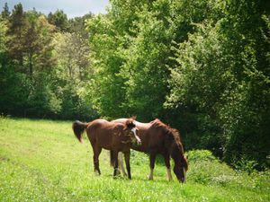 chevaux pré