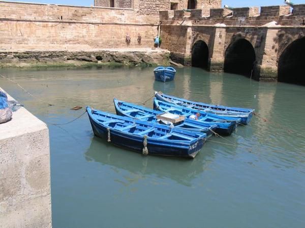 quelques 106 photos d'Essaouira, de son port, de ses mouettes et de ses chats plus ou moins mités