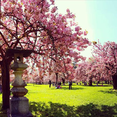 Cerisiers du Japon au Parc de Sceaux