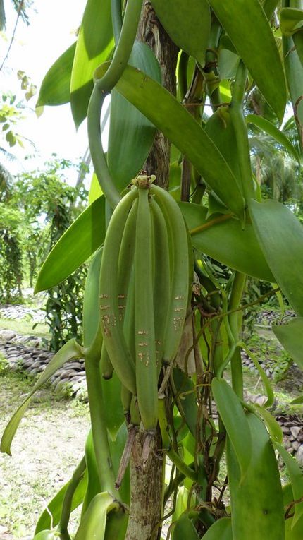 Album - 154--Seychelles--La-Digue