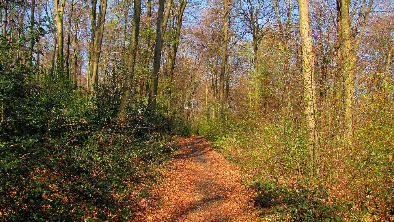 Randonnée en Forêt de Compiègne_la Tournante sur la Côte de Roilaye