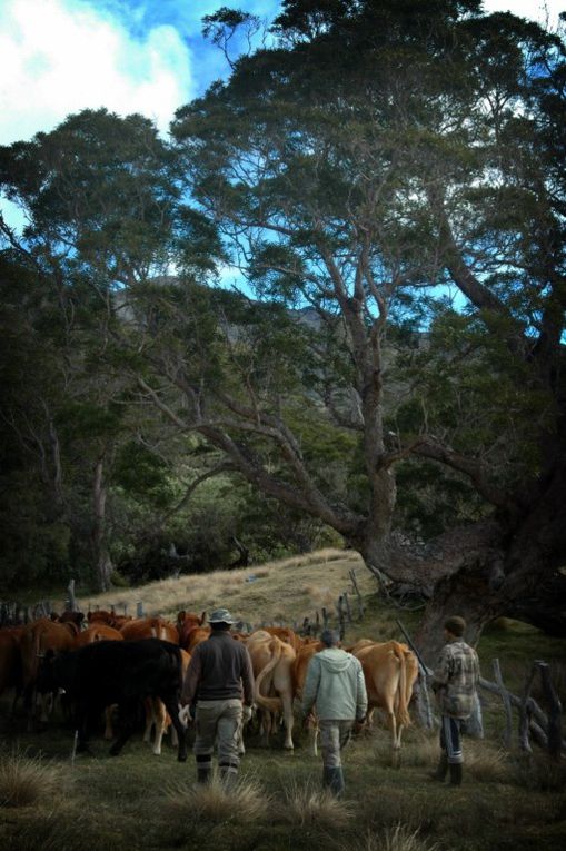 Pétitions et manifestations n’y ont rien changé, le patrimoine mondial botanique de La Réunion ne s’accommode pas du patrimoine humain et pastoral que défendent les derniers bergers de La Réunion. Si l’affaire suit son cours, dans dix ans