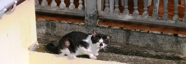 Les contes du chat perché