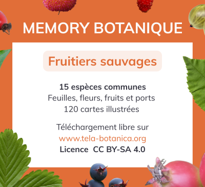 Fruitiers sauvages............