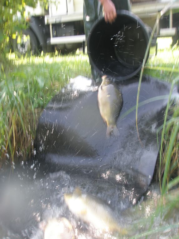 Pour que les finalistes s'éclatent encore un peu plus l'association a immergé 400Kg de Carpes de 3Kg de moyenne