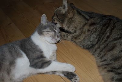 Petite photo de mes animaux : les trois chats; Chaussette (et ses trois chatons), Chabichou et Cacao, mon petit toutou; Nushka, mon cochon d'inde; Bimbo tout plein de poiles (ou Rodney) et enfin les gerbilles d'Elsa; Caramel et Chacolat.