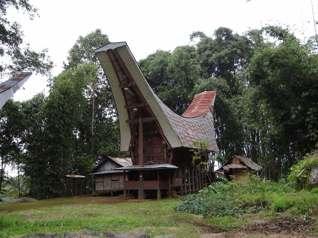 Album SULAWESI--FLORES. 2012