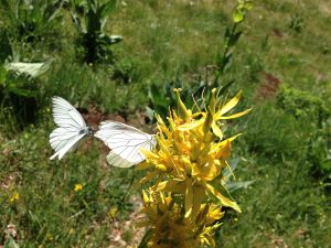 Parade nuptiale des papillons sur une gentiane