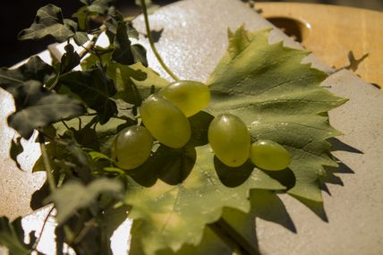 le temps des vendanges