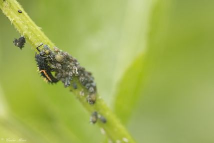 Larve de Coccinelle