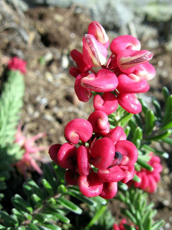 Photos diverses de fleurs et plantes de mon jardin, pour la plupart... en toutes saisons.