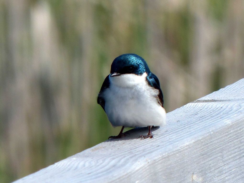 Oiseaux d'Amerique du Nord et Centrale 