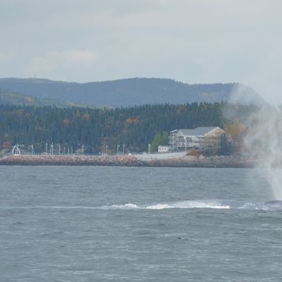 les baleines du Saint-Laurent
