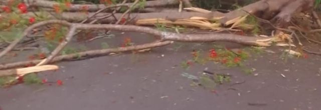 TORNADE AFRIA : LES ARBRES CHUTENT ET BARRENT LA ROUTE PAR ENDROIT...