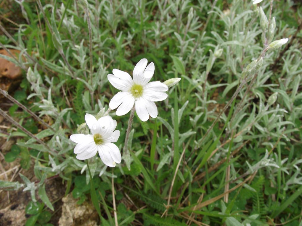 Album - Fleurs-de-mai-2013