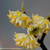 Edgeworthia chrysantha, buisson papier