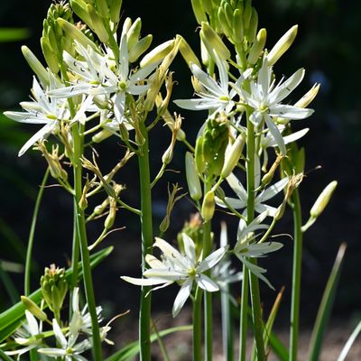 En blanc cette fois ...