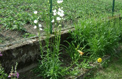 Evolution de nos fleurs.