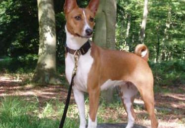 deux Basenjis à Rouen et c'est de la family en plus!!!