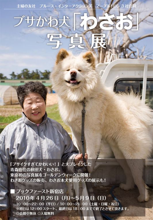 WASAO AKITA INU film STAR