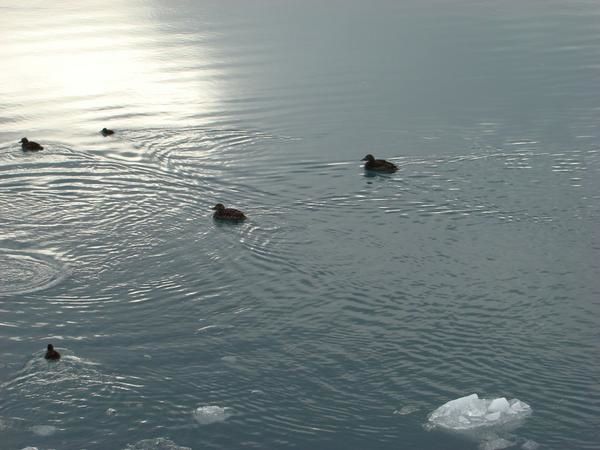 Faune sauvage et domestique et flore d'Islande.