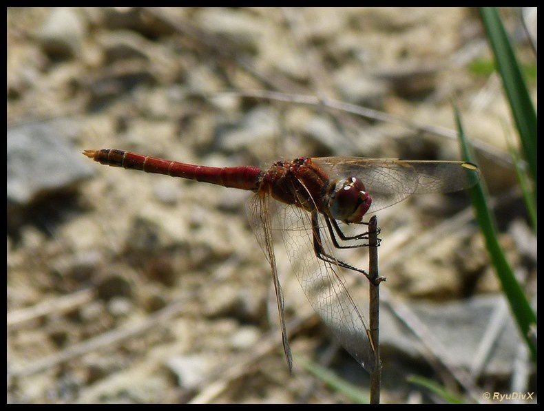 2011-04-18-Les-Mages