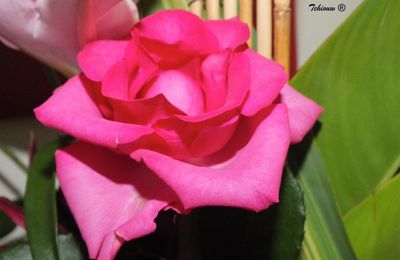 A rosy rose