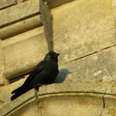 Choucas des tour bergeronnette grise (digi) suite