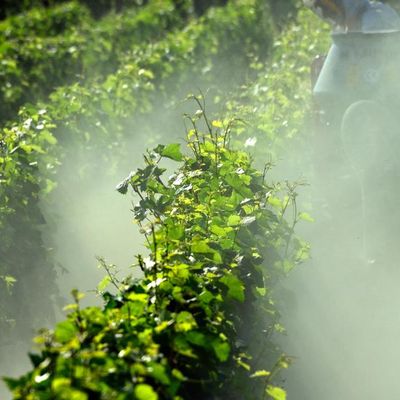La face cachée du vin bio !