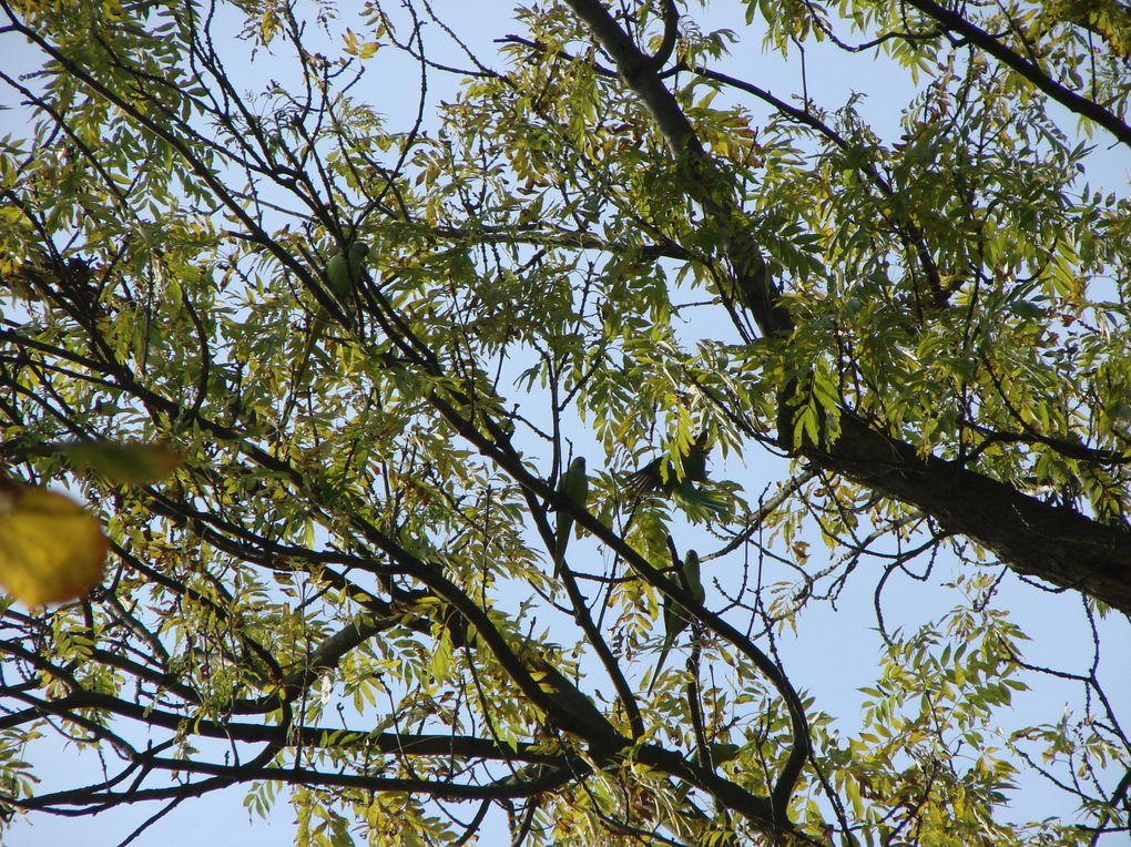 photos parc de sceaux automne 09
