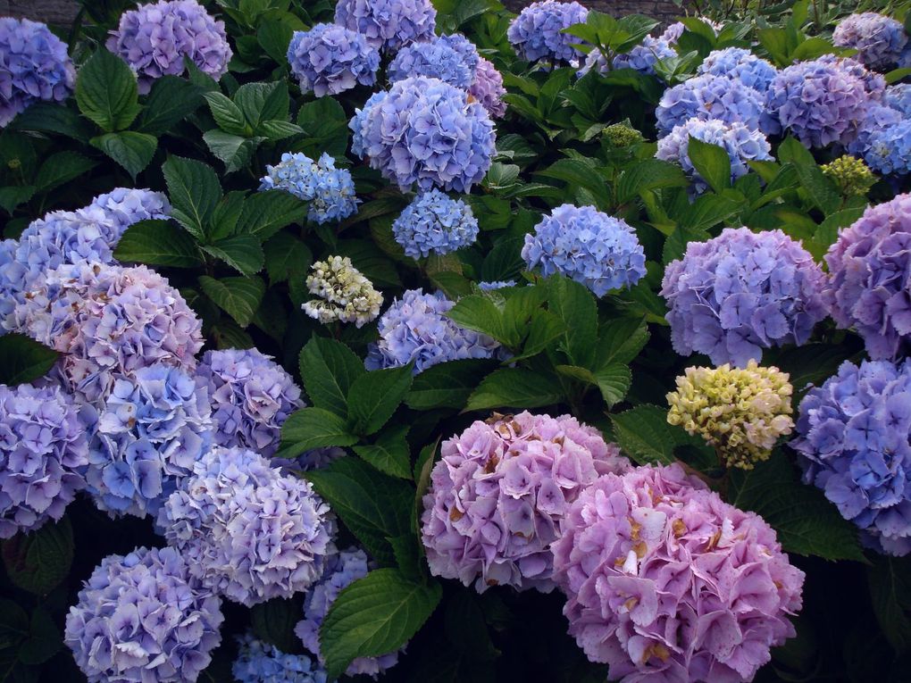 Prés et champs dont la mer n'est jamais éloignée, bois de korrigans et bords de dunes... Fleurs des champs!