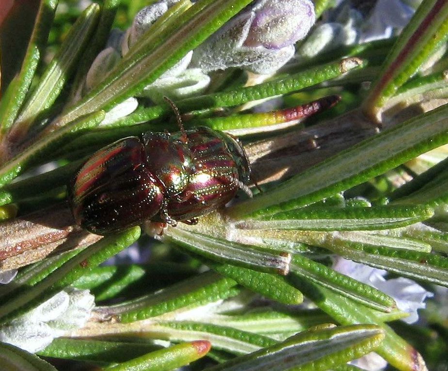 Photos d'insectes et d'araignées généralement en macro