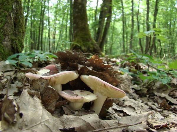 Album - Le Bois des Hâtes à LARCAY - Touraine - FRANCE