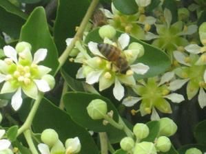 Secreción de néctar de quillay: Una herramienta para una apicultura sustentable