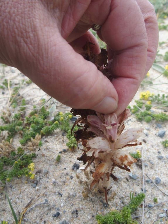 Le Week-end exploration botanique en Petite mer de Gâvres avec beaucoup de plantes remarquables observées, pour leur rareté comme le très rare Troscart de Barrelier, le Statice à feuilles de Lychnis ou encore plus extraordianire, le Tétragonolobe des marais, station unique en Bretagne.