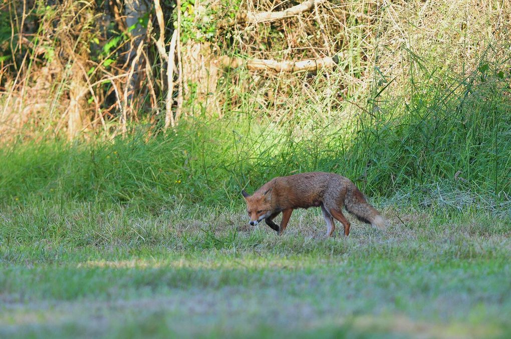 Renard roux (Vulpes vulpes).