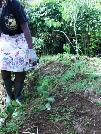 Reconstitution d'un jardin créole par les parents d'élèves avec les fruits et légumes d'antan!
Puis reconstitution d'un étalage comme au marcher.
Spectacle de Noël en créole!