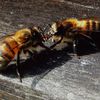 Album - la vie des abeilles en ruche