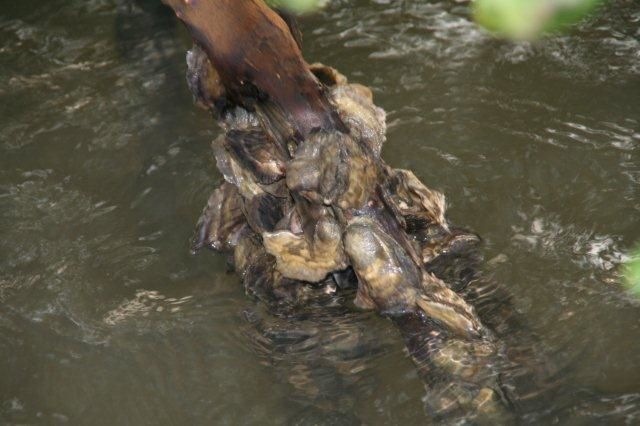 Album - casamance-senegal