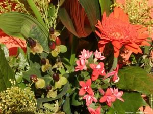 Fleurs, fleurs, fleurs.