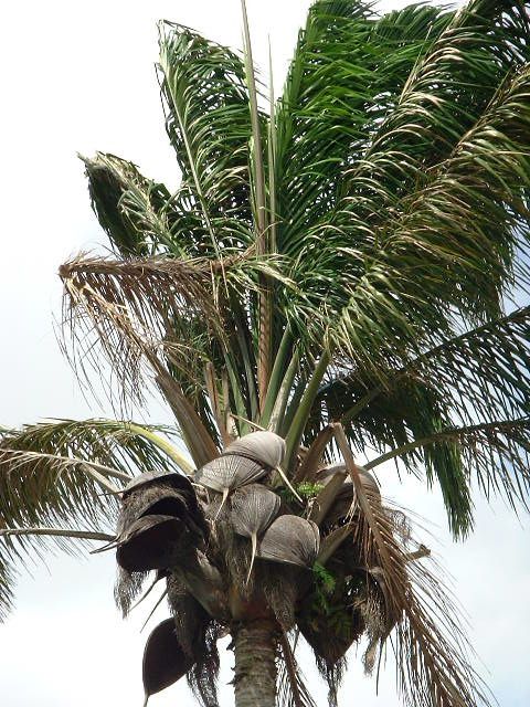 Album - guyane2-en-carnet