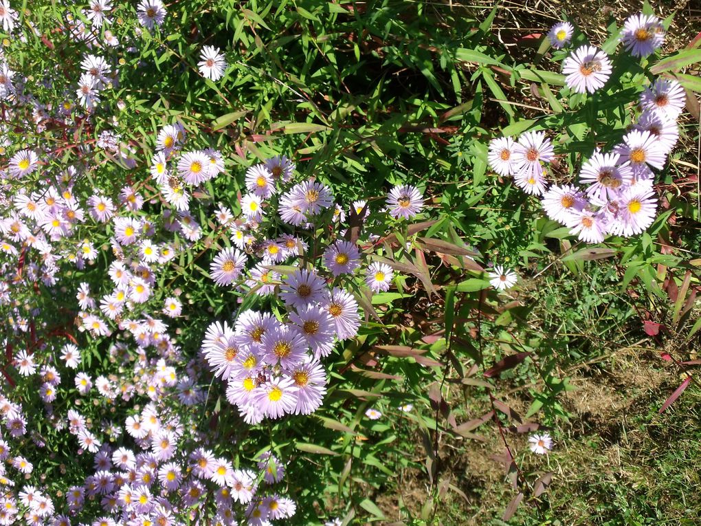 fleurs des villes et fleurs des champs