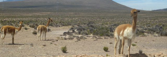 J251 et J252-Un canyon et des condors pour Coralie, et peut-etre un 6000m pour Alex