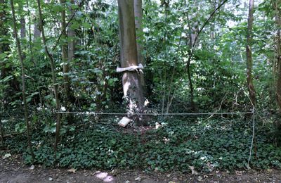 Laurent Pernot , Enlace-moi (Sculptures en l'île, Andrésy 2023)