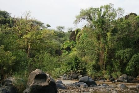 Awash National Park, Rift Valley, East Ethiopia. Fauna and Flora around the park and the Awash river.